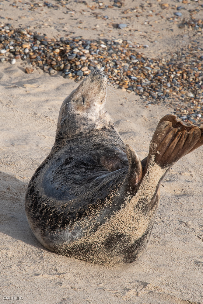 Seal enjoying December sunshine