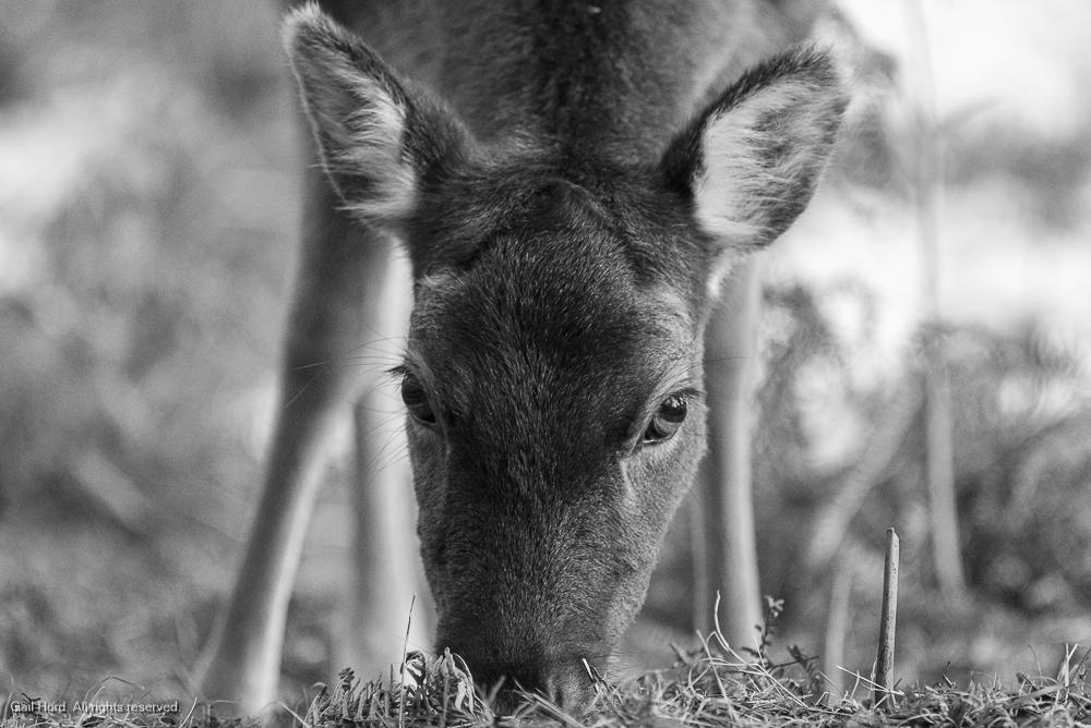 Deer Black and White