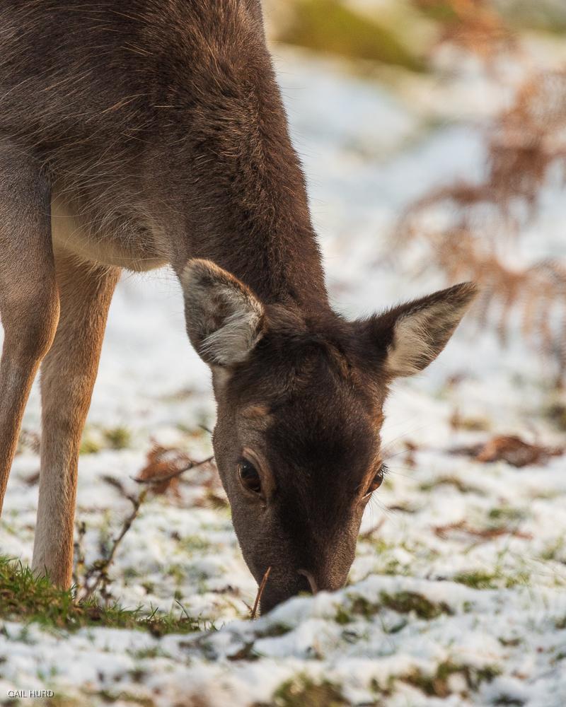 Deer in snow Cannock Chase