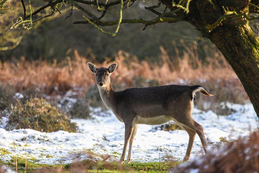 Deer in snow UK