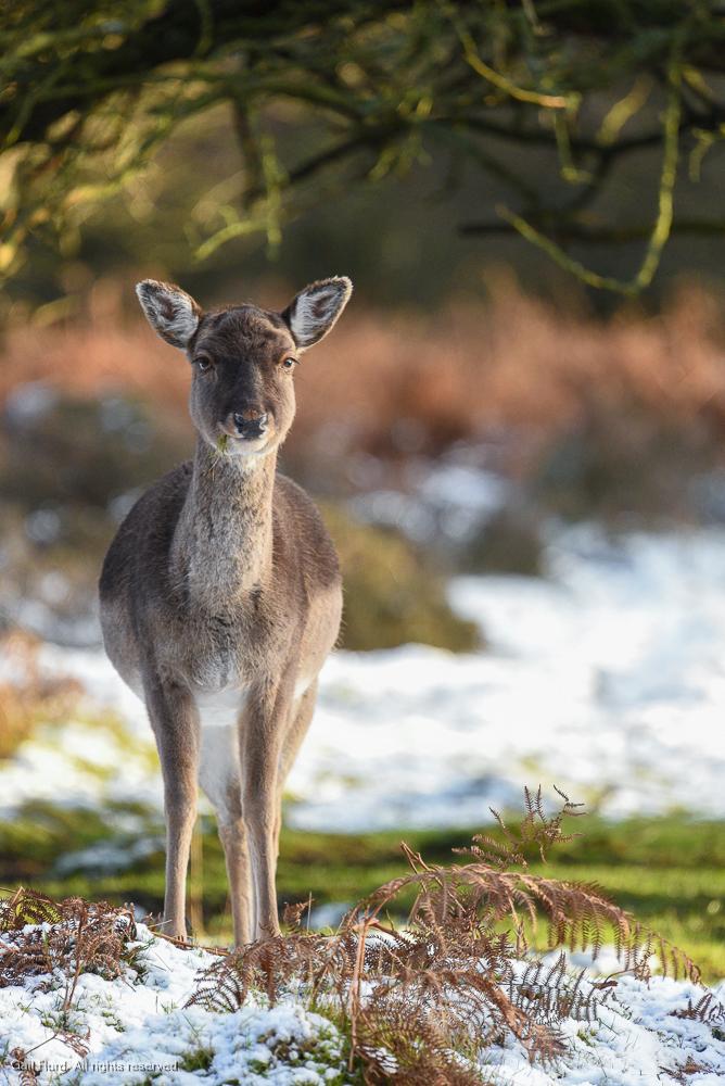 Deer Staffordshire UK