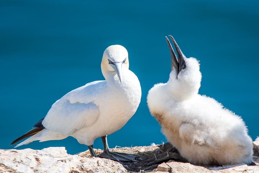 Gannet and chick Bempton Cliffs