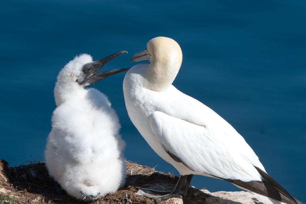 Gannet and chick