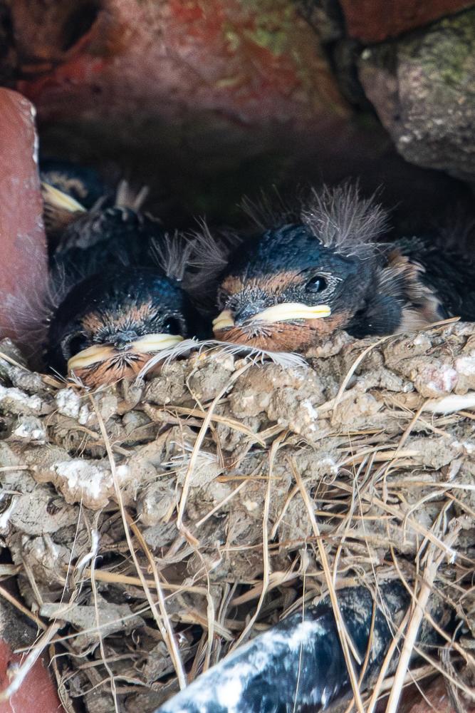 Swallow chicks that look like they are gurning.