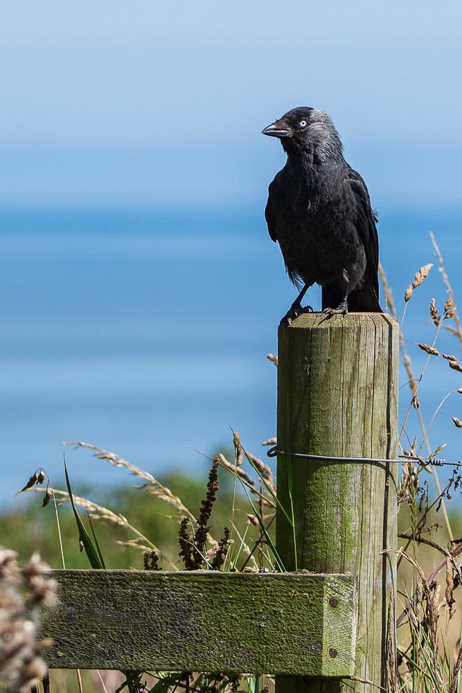 Jackdaw on fence post
