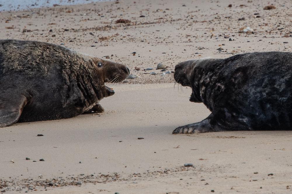 Male seals squaring up