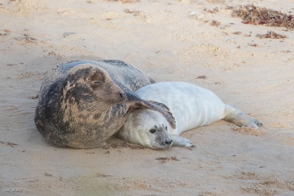 Mother and seal pup