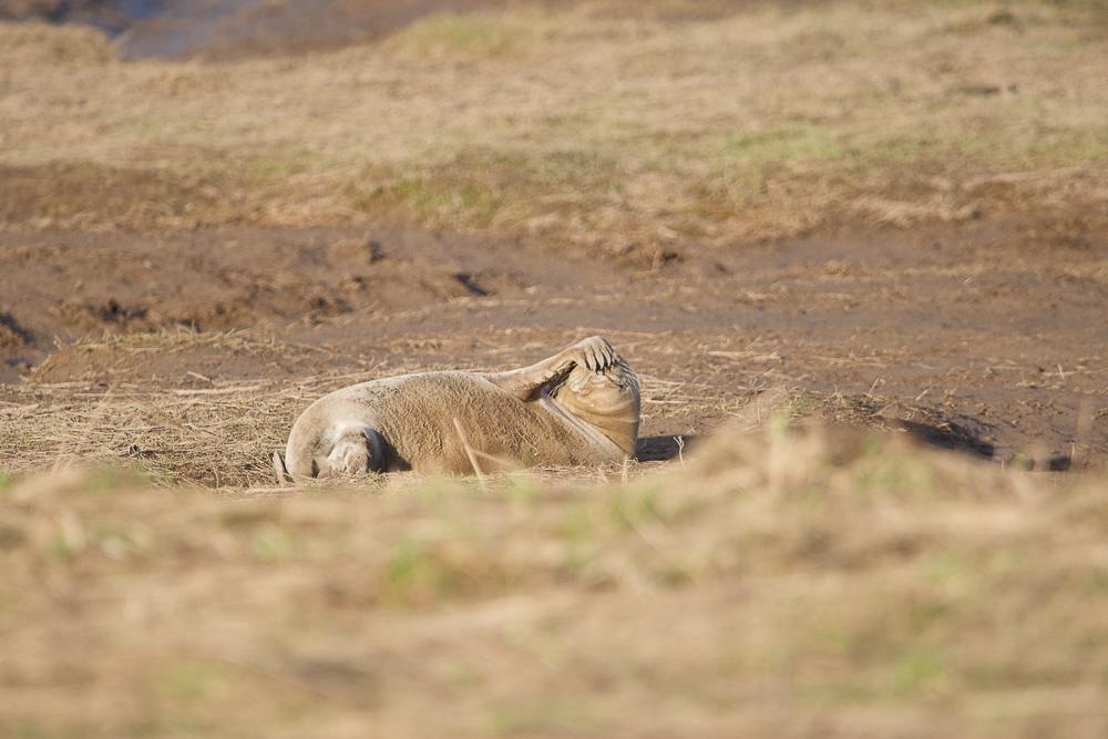 Seal Donna Nook 3