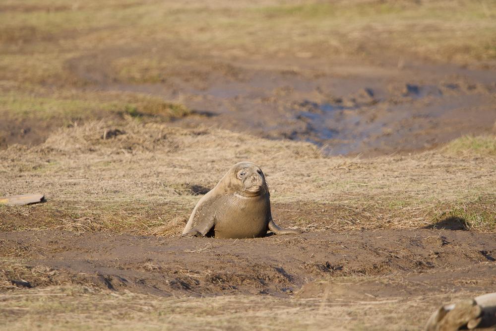 Seal Donna Nook 4