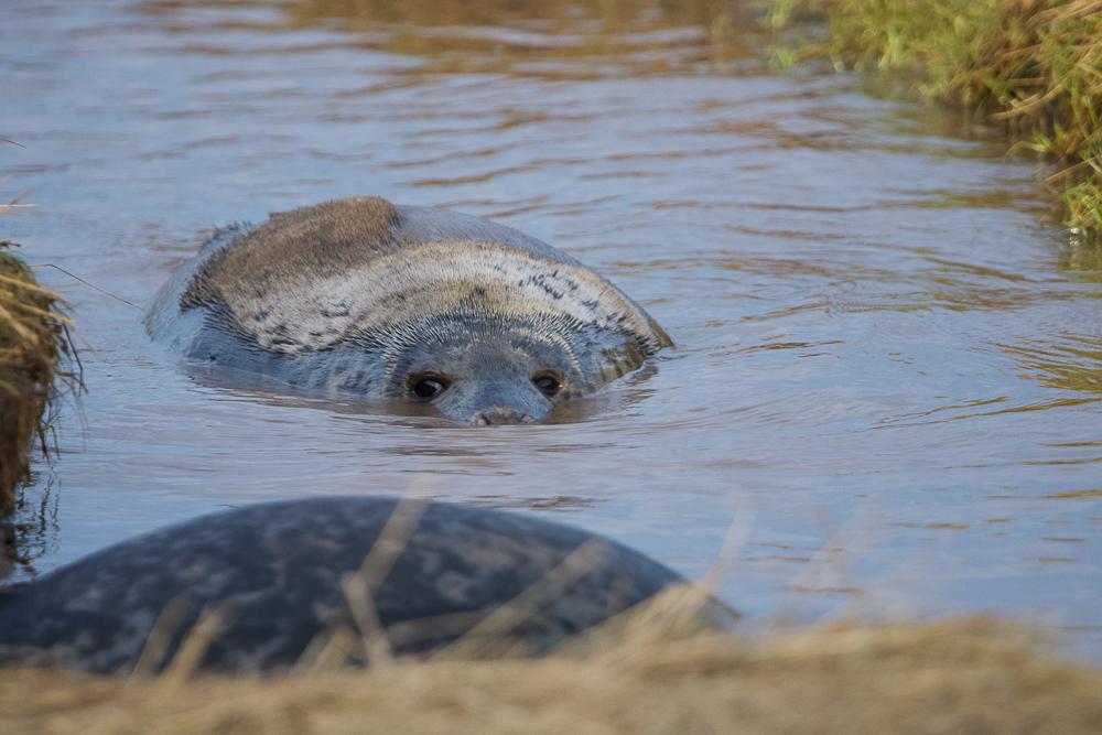 Seal Donna Nook