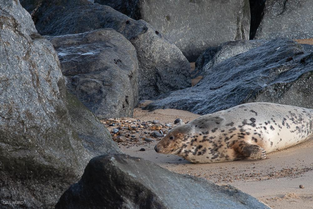 Seal in rocks