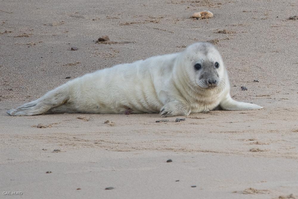 Seal pup posing