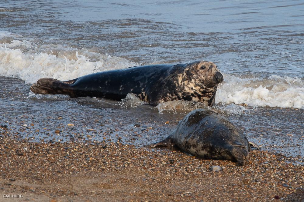 Two seals fighting