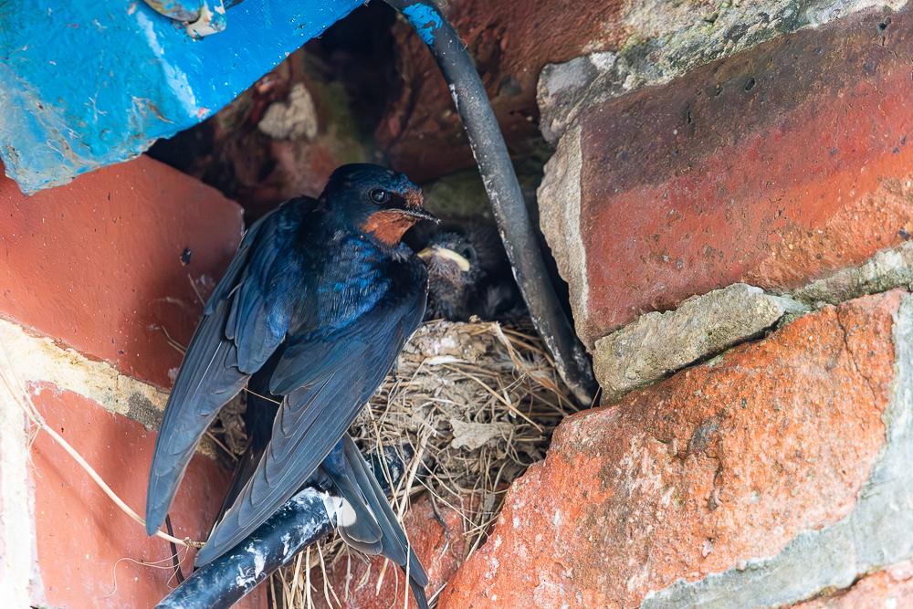 Swallow at nest