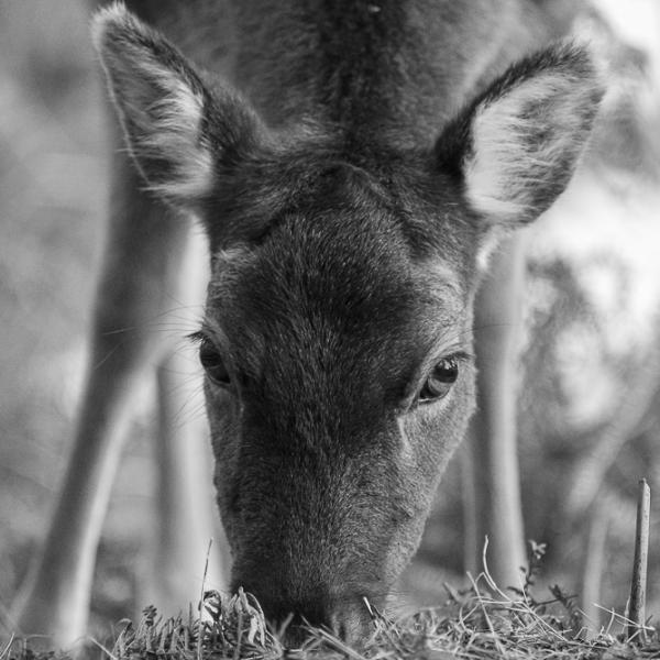 Deer Black and White