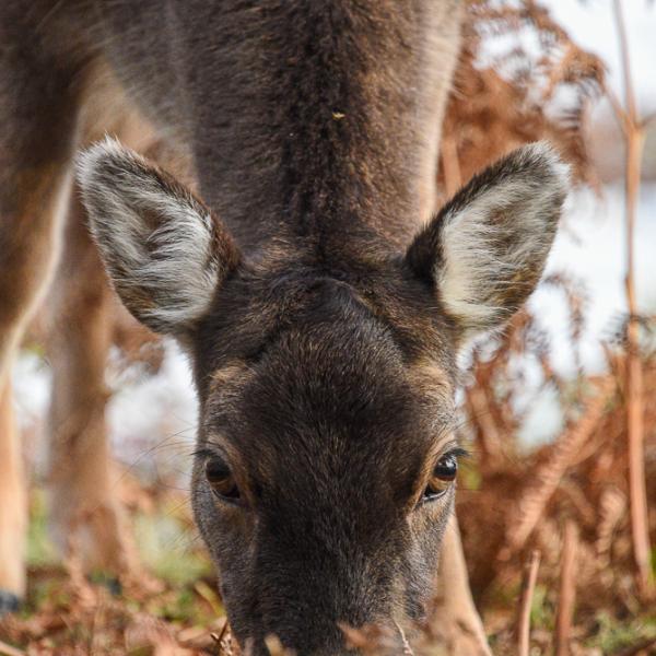 Deer close crop