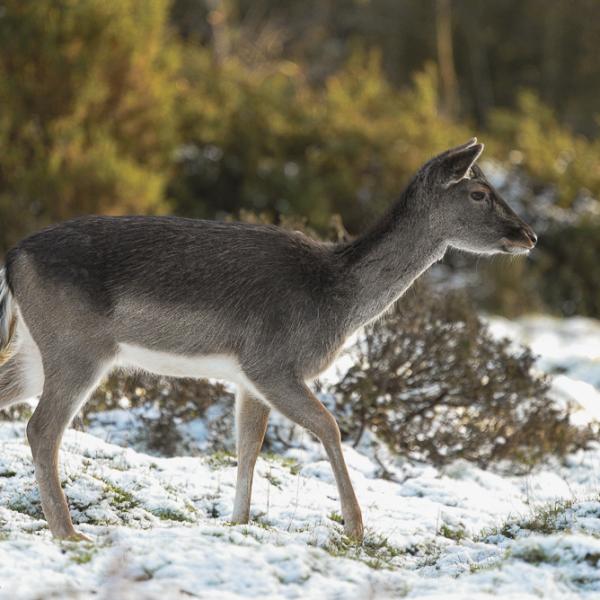 Deer in snow