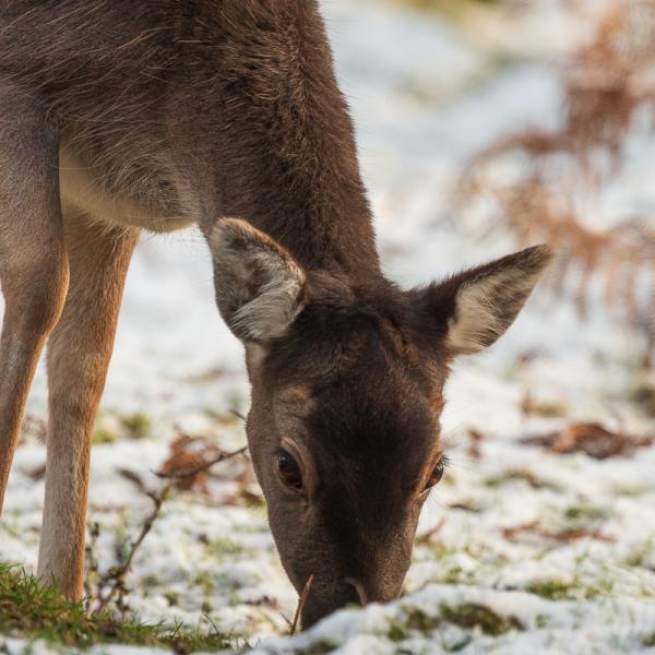 Deer in snow Cannock Chase