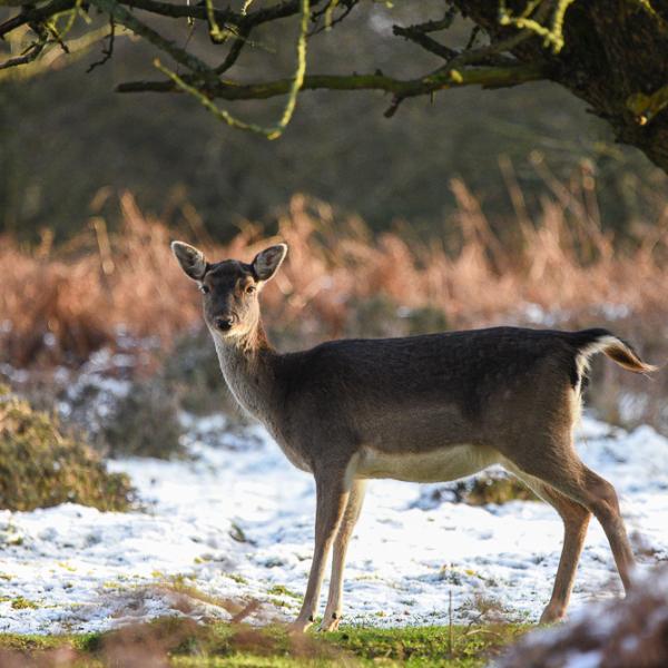 Deer in snow UK