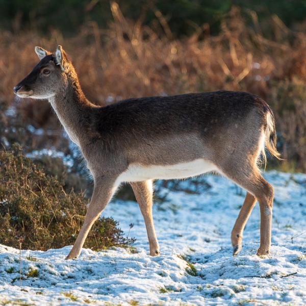 Deer in the snowCannock Chase