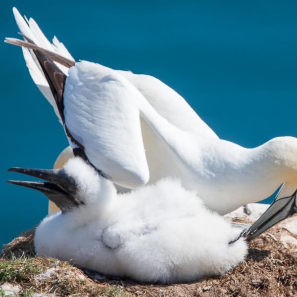 Gannet and chick Bempton Cliffs