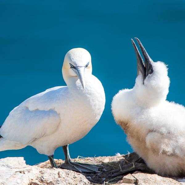 Gannet and chick Bempton Cliffs