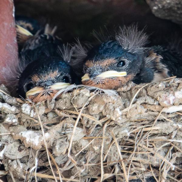 Swallow chicks that look like they are gurning.