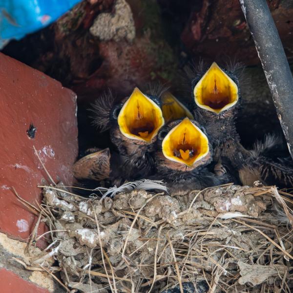 Hungry swallow chicks in nest