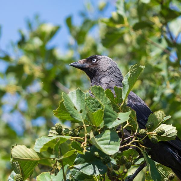 Jackdaw in tree