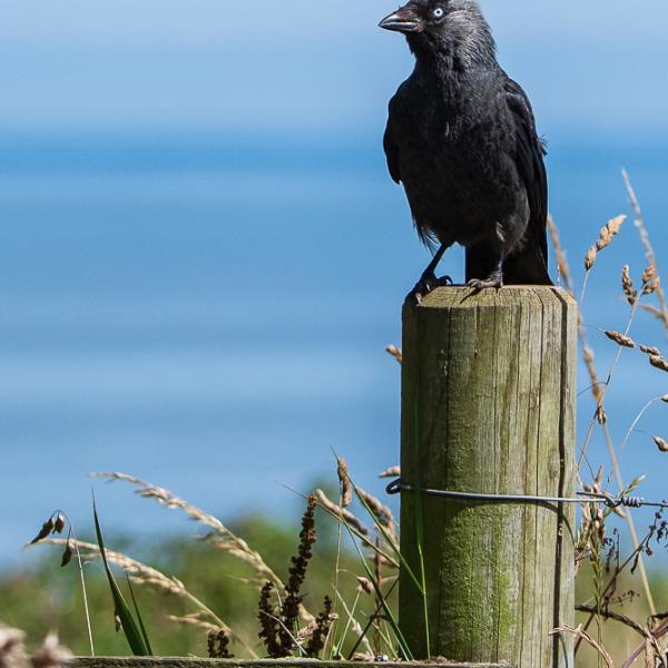 Jackdaw on fence post