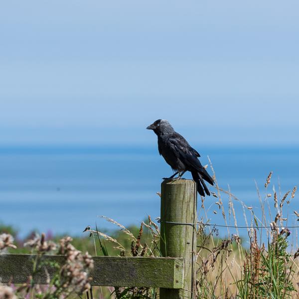 Jackdaw