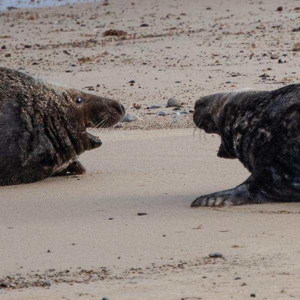 Male seals squaring up