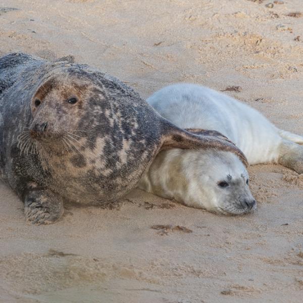 Mother and seal pup