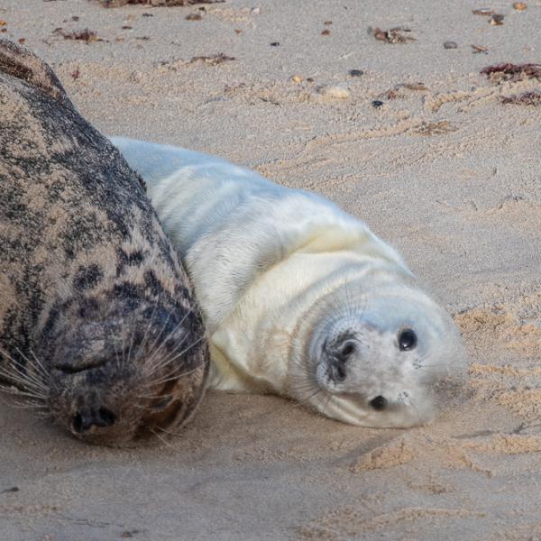 Mother and seal pup