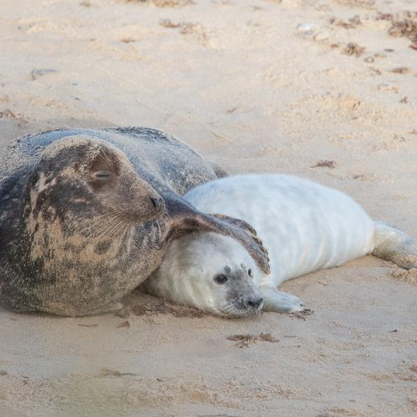 Mother and seal pup