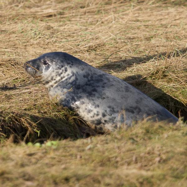 Seal,  Donna Nook