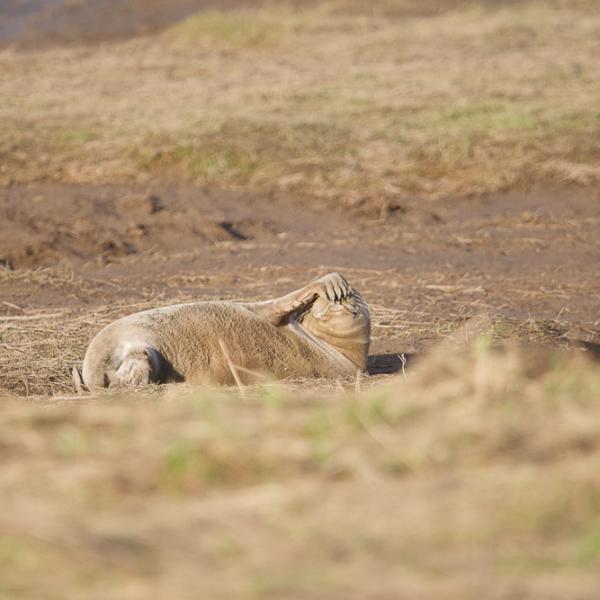 Seal Donna Nook 3