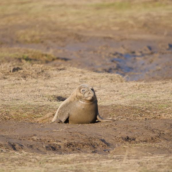 Seal Donna Nook 4