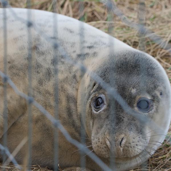 Seal Donna Nook 6