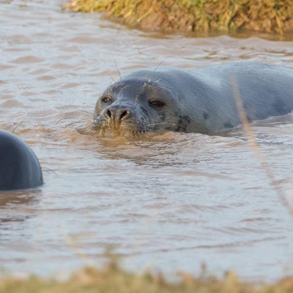 Seal,  Donna Nook