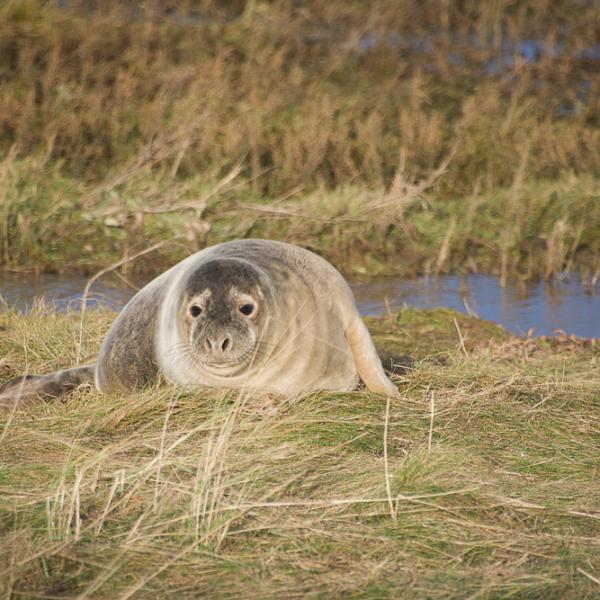Seal Donna Nook