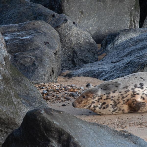 Seal in rocks