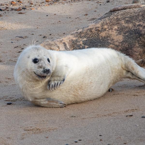 Seal pup
