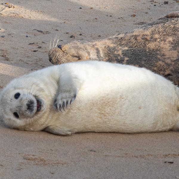 Seal pup