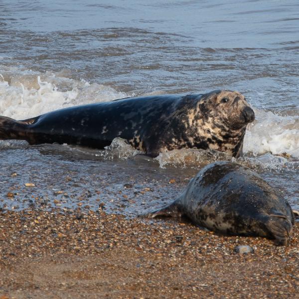 Two seals fighting