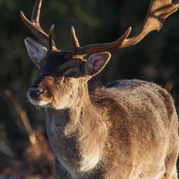 Stag Cannock Chase Staffordshire