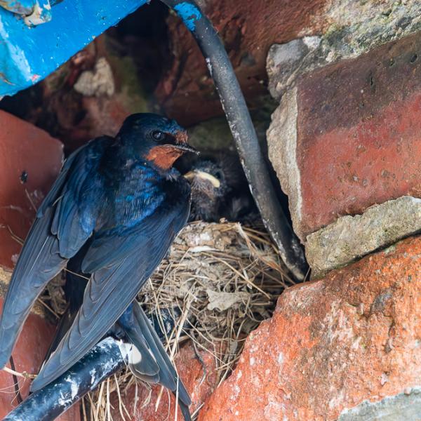 Swallow at nest