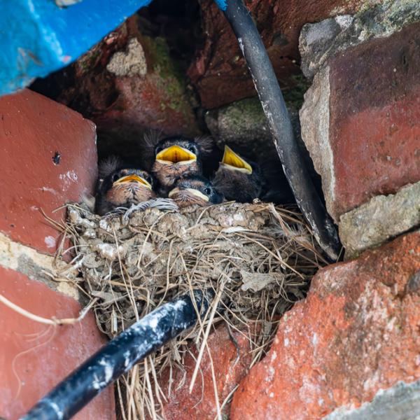 Swallow chicks in nest