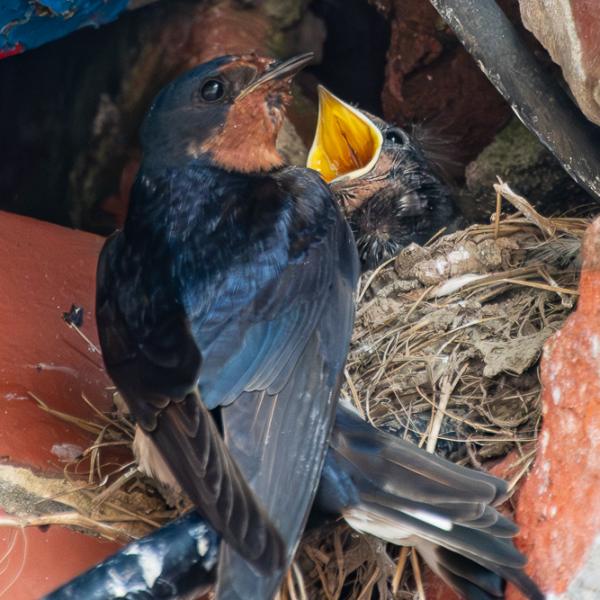 Swallow feeding chicks