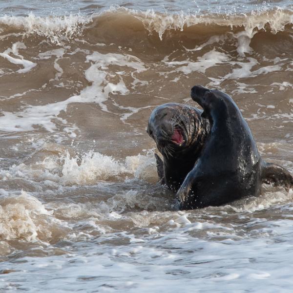 Two seals frolicking in the surf
